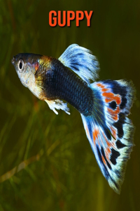 Guppy