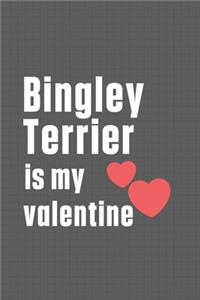 Bingley Terrier is my valentine