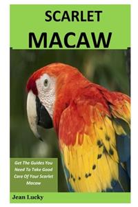 Scarlet Macaw