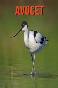 Avocet
