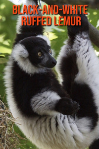 Black-and-White Ruffed Lemur