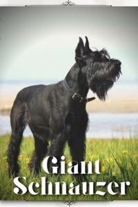 Giant Schnauzer