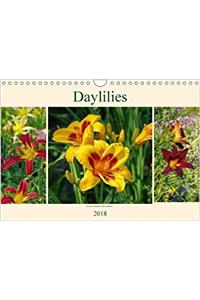 Daylilies - Delicate Beauties of the Summer 2018