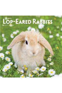 Lop Eared Rabbits 2019 Square