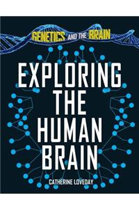 Exploring the Human Brain
