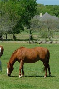 Journal Grazing Horses Scene Equine