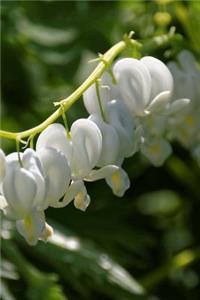Bleeding heart White Flower Blossoms Journal