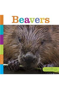 Beavers