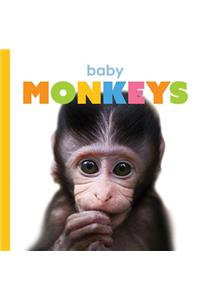 Baby Monkeys