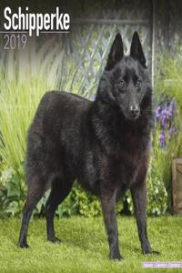 Schipperke Calendar 2019