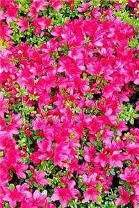 Azalea Notebook