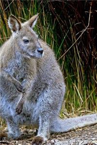 Wallaby Notebook