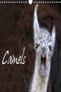 Camels / UK-Version 2018