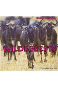 Wildebeests