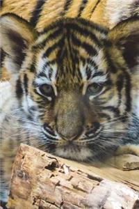 Tiger Cub Portrait Journal