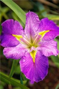 Louisiana Water Iris Flower Journal