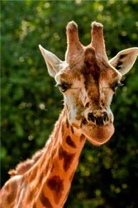 Giraffe Journal