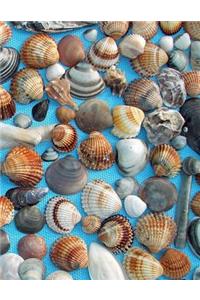 Shells