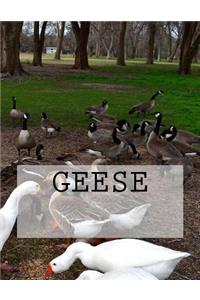 Geese