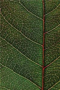 Leaf Veins Journal