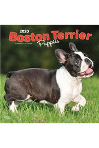 Boston Terrier Puppies 2020 Square