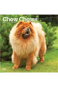 Chow Chows 2021 Square