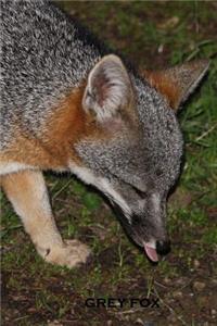 Grey Fox