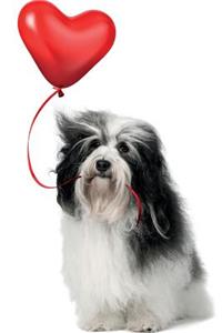 Havanese Love You Notebook & Journal. Productivity Work Planner & Idea Notepad