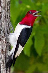 Red-Headed Woodpecker Bird Journal