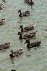 Ducks Swimming on a Lake Journal