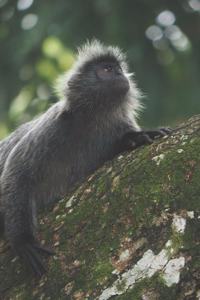 Affe