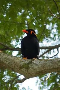 Hill Myna (Gracula Religiosa) Bird Journal