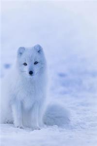 Arctic Fox
