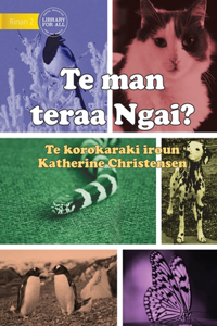 What Animal am I? - Te man teraa Ngai? (Te Kiribati)