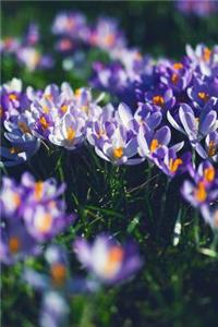 A Cluster of Crocus Blooms in the Grass Journal