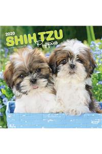 Shih Tzu Puppies 2020 Square