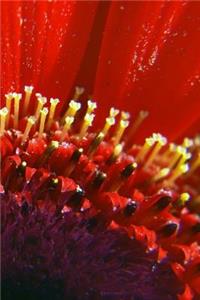 Blazing Red Flower Up Close Journal