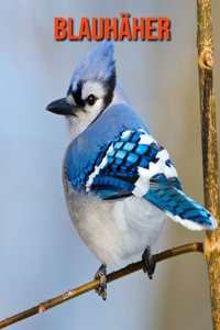 Blauhäher