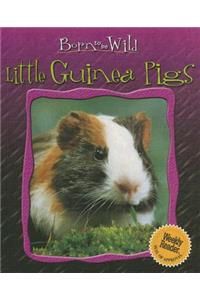 Little Guinea Pigs