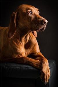 Elegant Vizsla Dog Journal