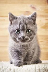 Cute Kitten