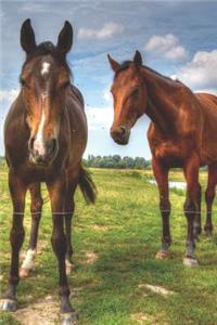 Mares in the Field Daily Journal