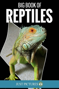 Big Book Of Reptiles: Just Pictures!