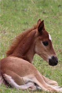 Sweetest Little Baby Foal in the Pasture Pet Horse Journal