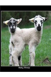 Baby Sheep