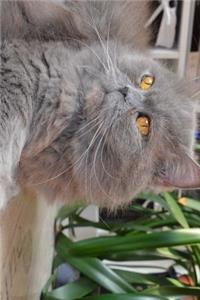 British Longhair Cat Looking Regal Journal
