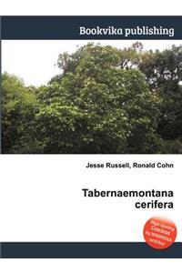 Tabernaemontana Cerifera