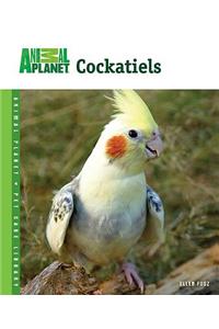 Cockatiels