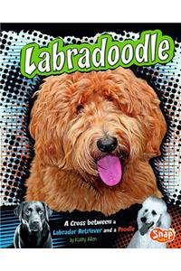 Labradoodle