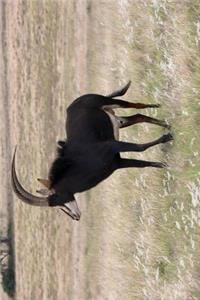 Black Sable Antelope Journal